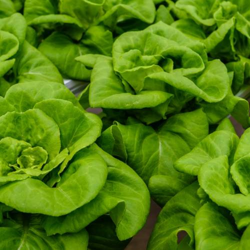 What We’re Cooking With Now: Bibb Lettuce