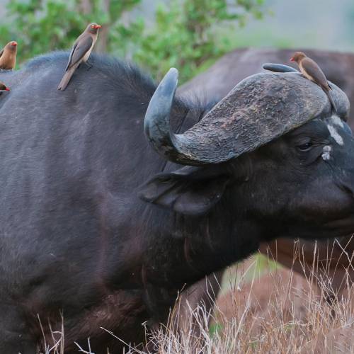 #bioPGH Blog: Society and Symbiosis
