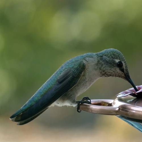#bioPGH Blog: Pollinator Adaptations