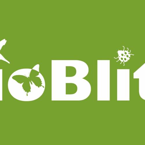 #bioPGH Blog: Bioblitz