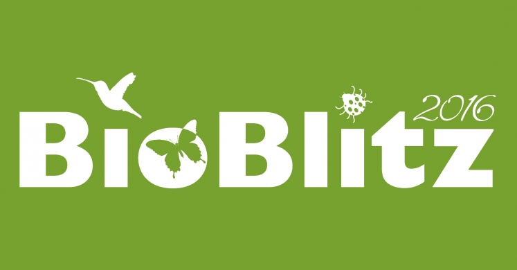 #bioPGH Blog: Bioblitz #bioPGH Blog: Bioblitz