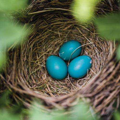 #bioPGH: Bird Nests