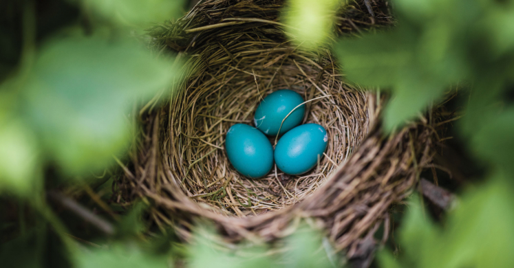 #bioPGH: Bird Nests