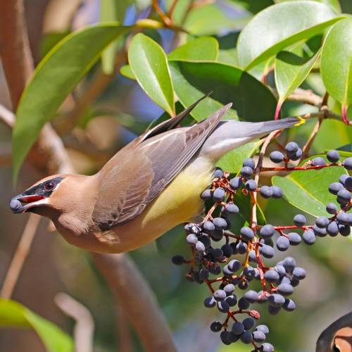 Early Spring Plants for Migrating Birds