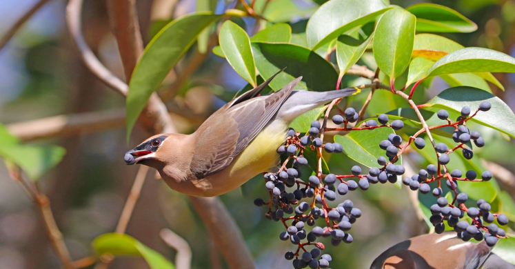 Early Spring Plants for Migrating Birds