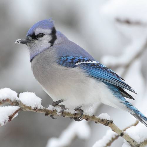 #bioPGH Blog: Blue Jays the Tricksters!