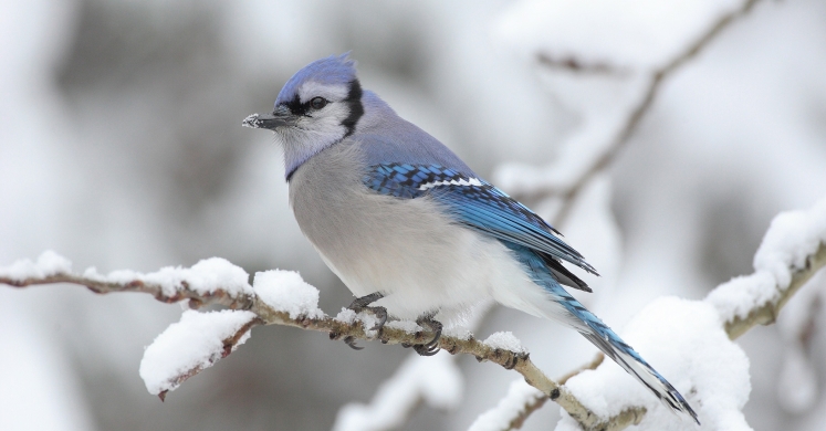 #bioPGH Blog: A Snowy Day for Community Science