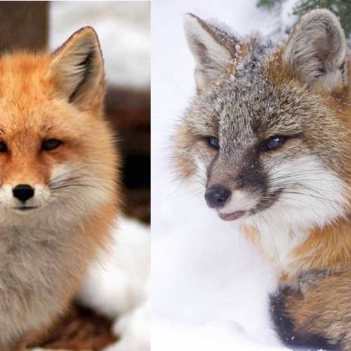 #bioPGH Blog: Red and Gray Foxes