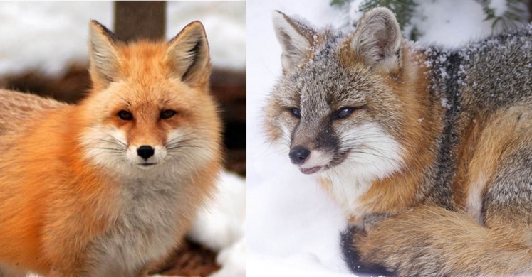 #bioPGH Blog: Red and Gray Foxes