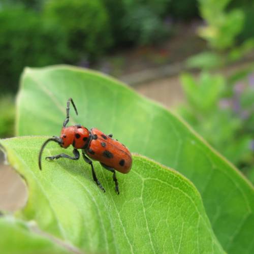 Greener Gardening: Sustainable Insect Control
