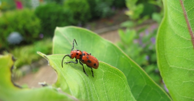 Greener Gardening: Sustainable Insect Control Greener Gardening: Sustainable Insect Control