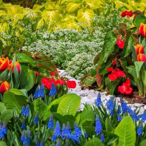 #bioPGH Blog: Bulbs