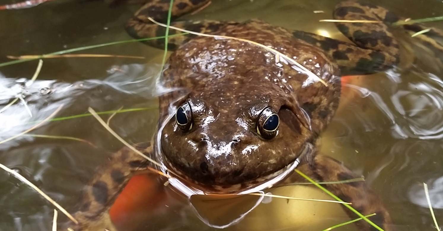bioPGH Blog American Bullfrogs Phipps Conservatory and Botanical