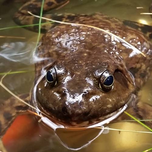 #bioPGH Blog: American Bullfrogs
