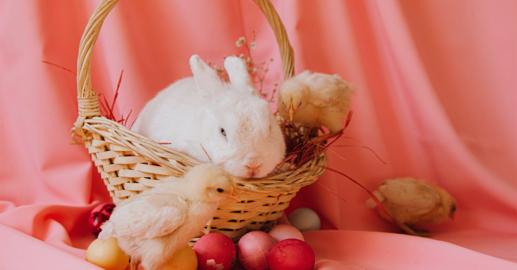 #bioPGH Blog: Not the Best Gift for the Basket #bioPGH Blog: Not the Best Gift for the Basket