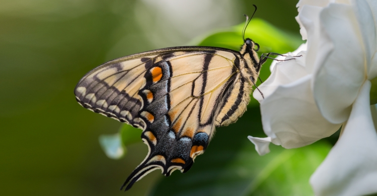 This Week at Phipps: April 17 – 23 This Week at Phipps: April 17 – 23