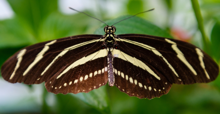 Your Guide to Better Garden Biodiversity