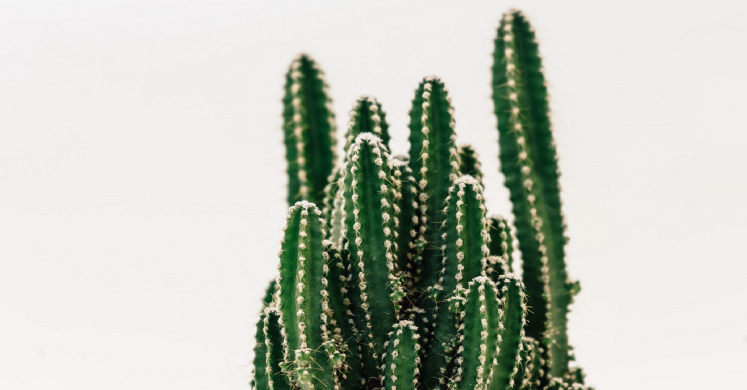 The Biophilic Mind: How Does Nature Restore You? The Biophilic Mind: How Does Nature Restore You?