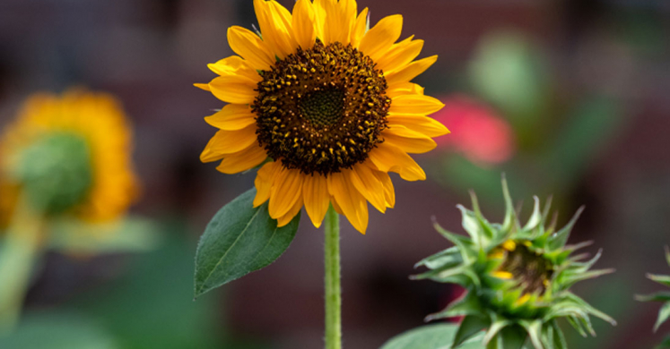 This Week at Phipps: July 18 – 24 This Week at Phipps: July 18 – 24