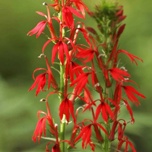 #bioPGH Blog: Cardinal Flower