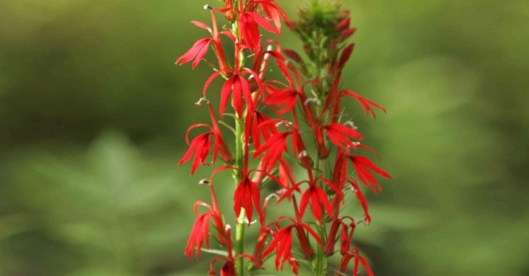 #bioPGH Blog: Cardinal Flower