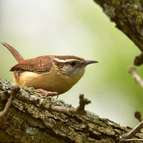 #bioPGH Blog: Birding by Ear