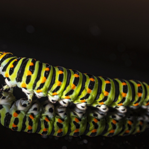 #bioPGH Blog: Caterpillars on the Move!