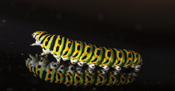 #bioPGH Blog: The Caterpillar Crawl