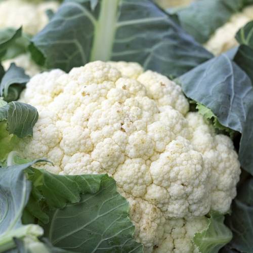 How to Cook with Cauliflower