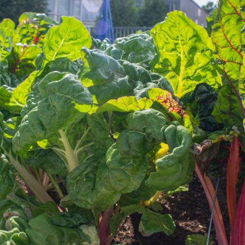 What We’re Cooking With Now: Swiss Chard