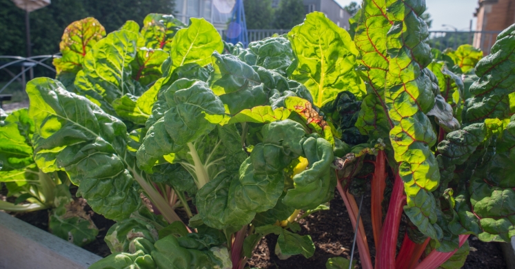 What We’re Cooking With Now: Swiss Chard