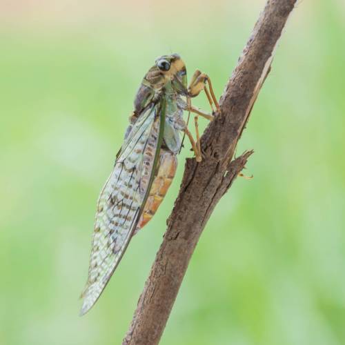 #bioPGH Blog: Periodical Cicadas