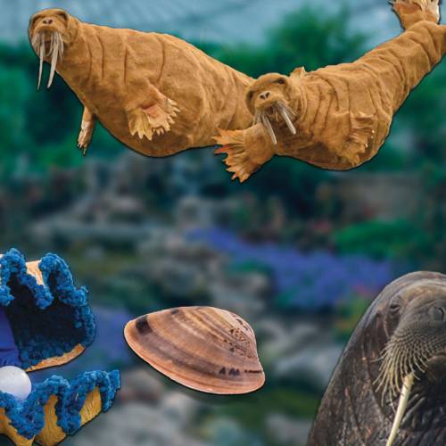 Under the Sea Creations and FINspirations: Clam and Walrus Wonders