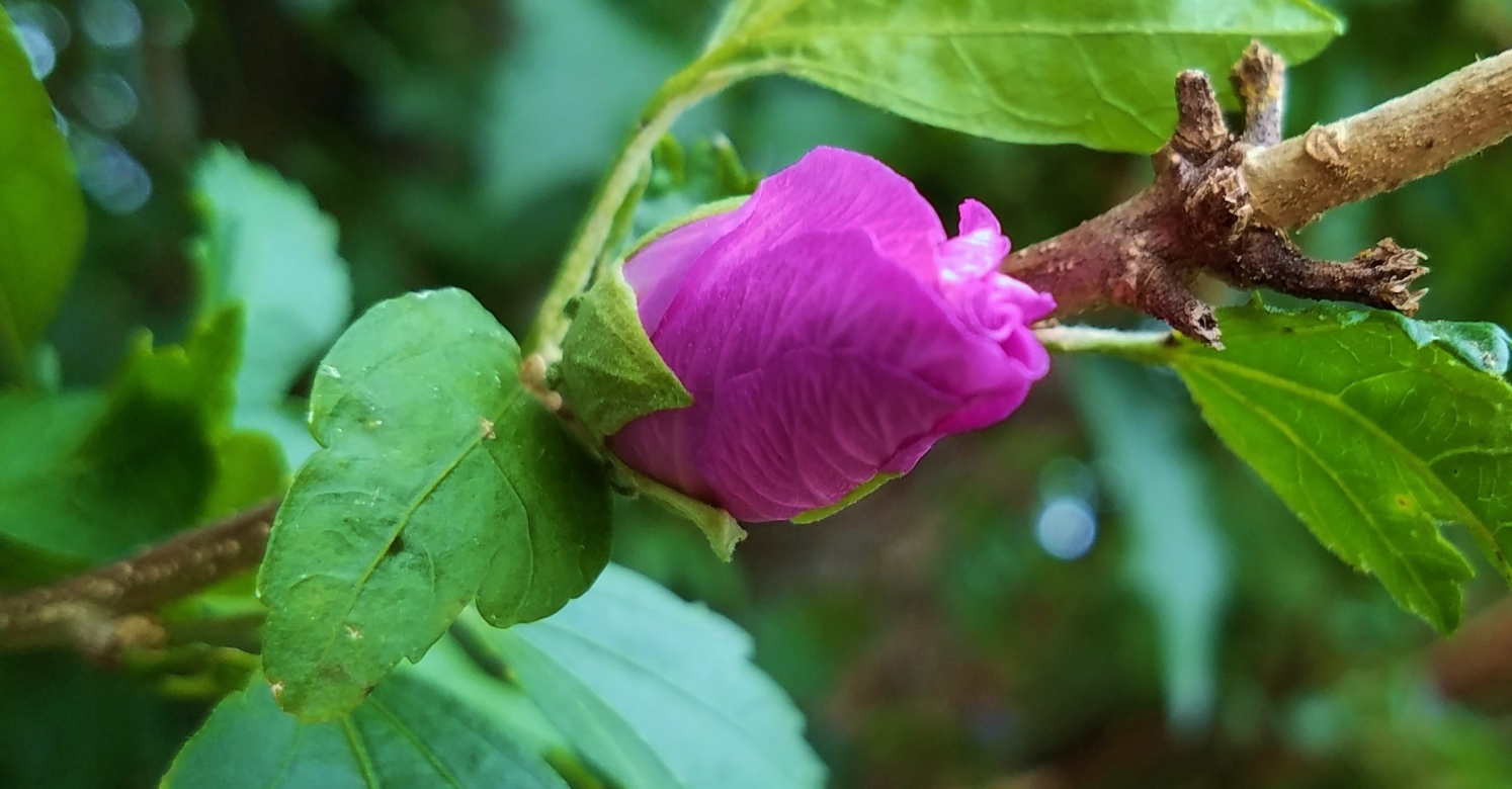 bioPGH Blog Dozing Daisies Exploring the Flowers that "Sleep" at