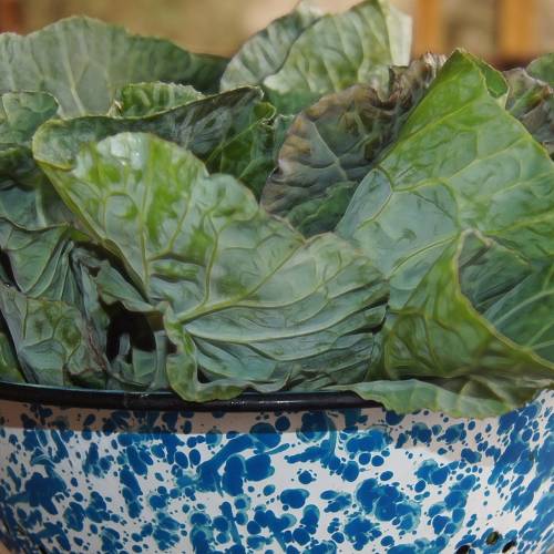 What We’re Cooking With Now: Collard Greens