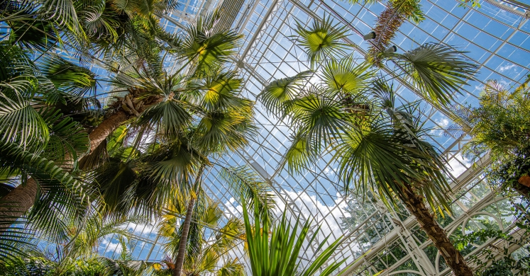 This Week at Phipps: Aug. 19 — 25 This Week at Phipps: Aug. 19 — 25