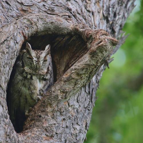 #bioPGH Blog: Eastern Screech Owl