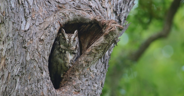 #bioPGH Blog: Eastern Screech Owl