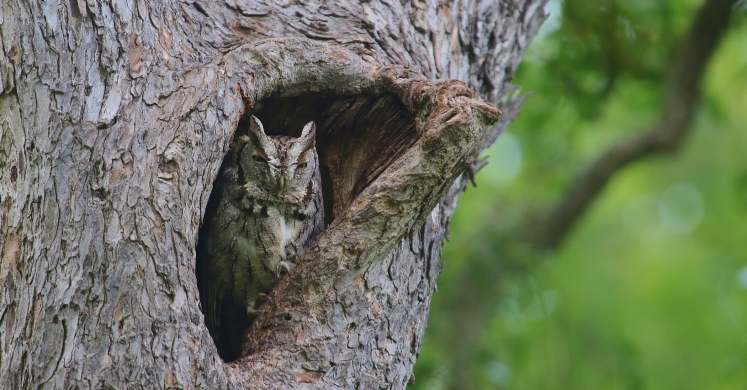 #bioPGH Blog: Eastern Screech Owl #bioPGH Blog: Eastern Screech Owl