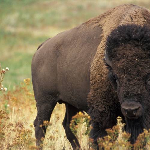 #bioPGH Blog: Were They or Weren’t They? The Pennsylvania Bison Natural History Mystery