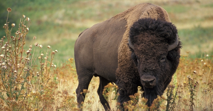 #bioPGH Blog: Were They or Weren’t They? The Pennsylvania Bison Natural History Mystery