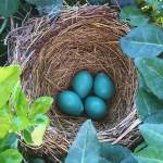 #bioPGH Blog: Nesting Season!