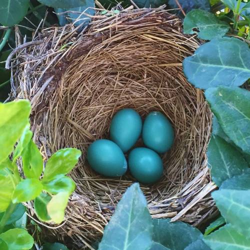 #bioPGH Blog: Nesting Season!