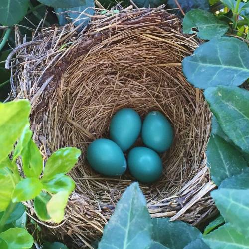 Fairchild Challenge at Phipps: Data Collection-Celebrate Urban Birds!