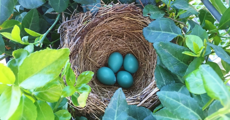 #bioPGH Blog: Nesting Season! #bioPGH Blog: Nesting Season!