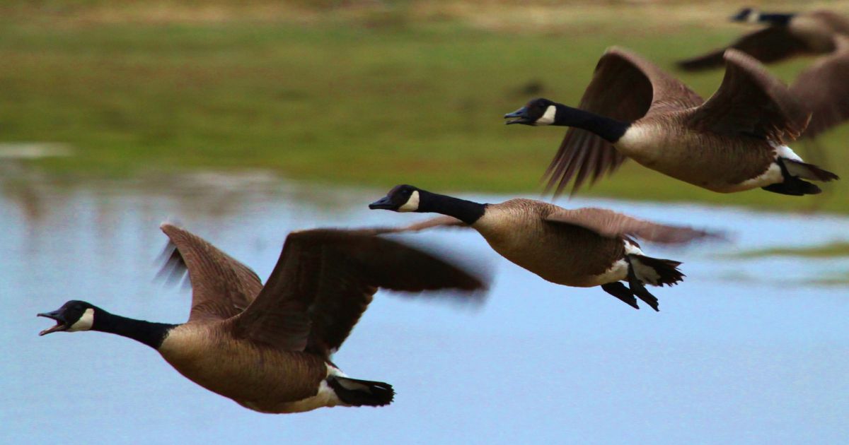 Canada geese discount spring migration