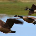 #bioPGH Blog: World Migratory Bird Day