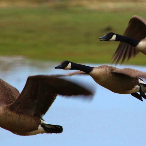 #bioPGH Blog: Canada Geese in Pittsburgh