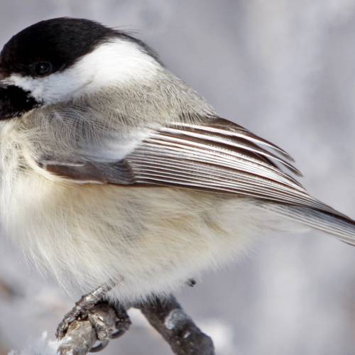 #bioPGH Blog: Year-round Feathered Friends