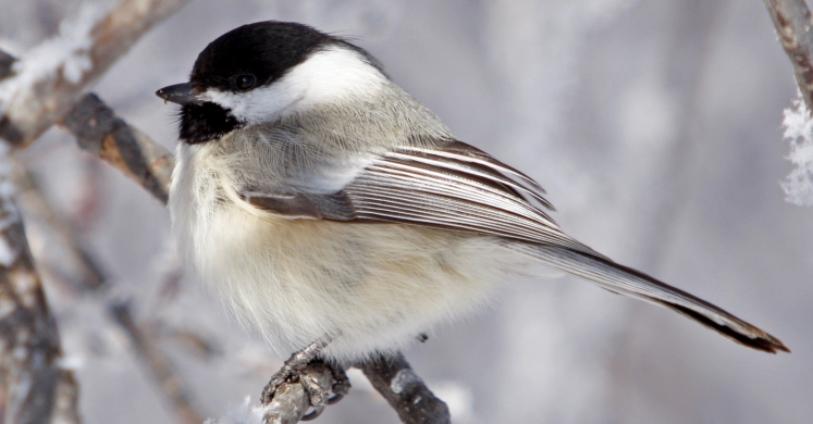#bioPGH Blog: Year-round Feathered Friends #bioPGH Blog: Year-round Feathered Friends